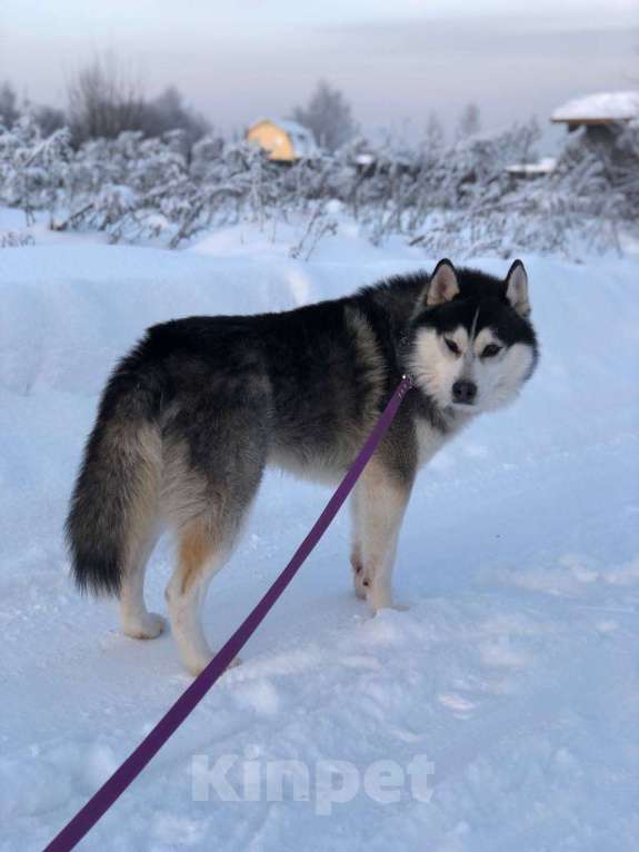 Собаки в Королеве: Хан -царь зверей Мальчик, Бесплатно - фото 2