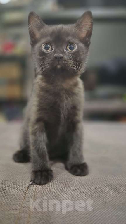 Кошки в Краснодаре: Шотландская ПРЯМОУХАЯ короткошерстная  Девочка, Бесплатно - фото 5