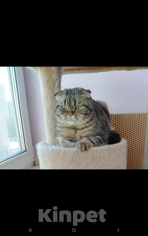 Кошки в Москве: Шотландский мраморный парень Мальчик, 1 000 руб. - фото 2