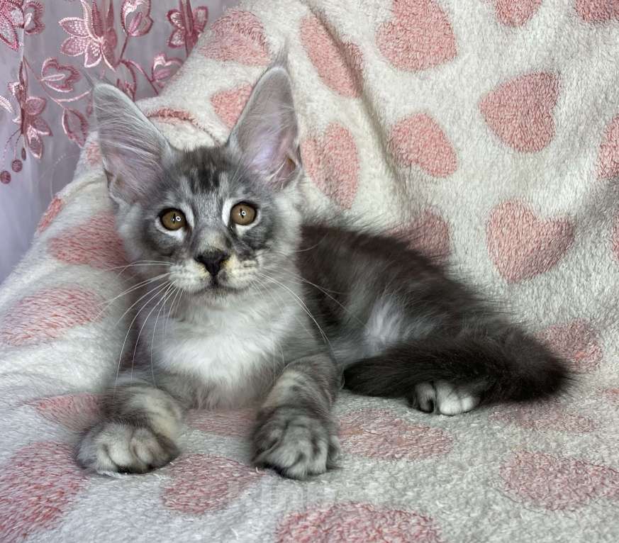 Кошки в Дмитрове: Черный серебристый мраморный мальчик мейн кун Camelot Мальчик, 30 000 руб. - фото 1