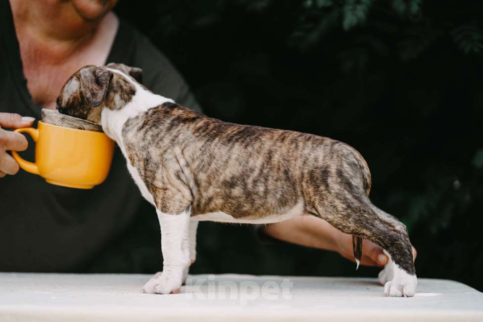 Собаки в Оренбурге: Щенки Амстаффа РКФ Девочка, 80 000 руб. - фото 5