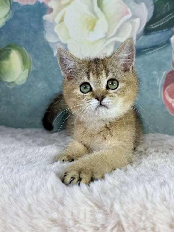 Кошки в Саранске: Прямоухая шотландская девочка золотая шиншилла Девочка, 40 000 руб. - фото 2