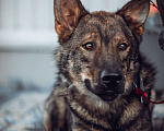 Собаки в Москве: Пряник ищет дом  Мальчик, 100 руб. - фото 2