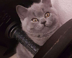Кошки в Ливны: Британские котята, 10 000 руб. - фото 5