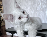 Кошки в Троицке: Продам котенка мейн-кун Мальчик, 18 000 руб. - фото 1