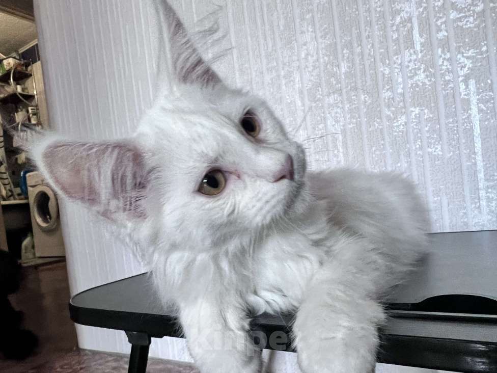 Кошки в Троицке: Продам котенка мейн-кун Мальчик, 18 000 руб. - фото 1