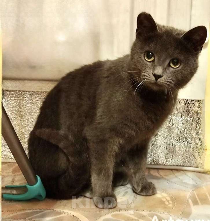 Кошки в Санкт-Петербурге: Кошечка подросток Бритни Девочка, Бесплатно - фото 2