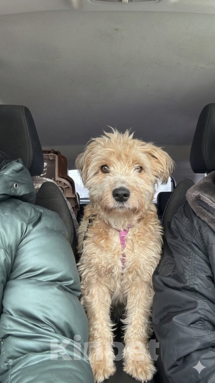 Собаки в Санкт-Петербурге: Собака Тома в добрые руки Девочка, Бесплатно - фото 1