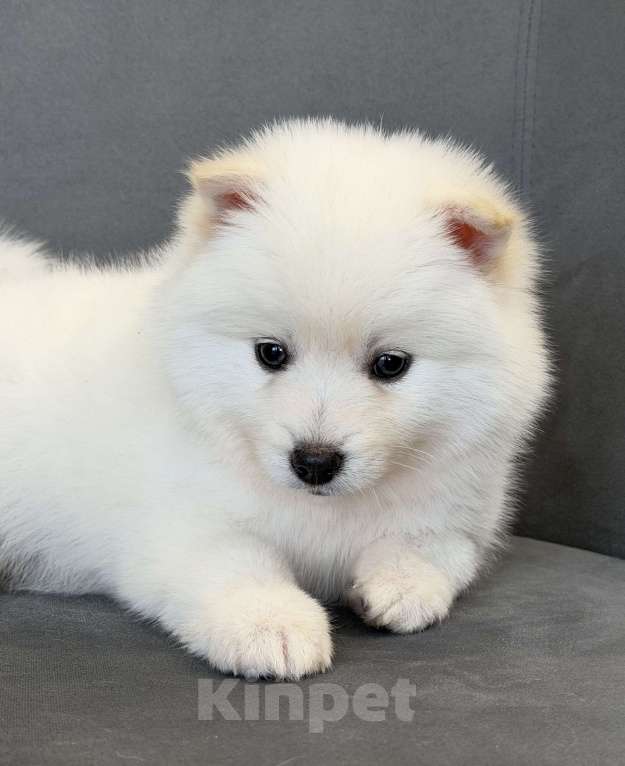 Собаки в Санкт-Петербурге: Мальчик помски Мальчик, 40 000 руб. - фото 5