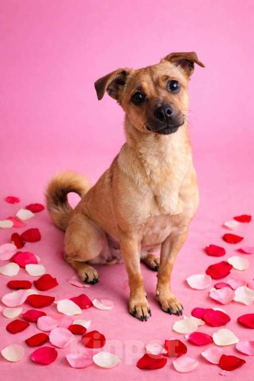 Собаки в Москве: Девочка Нюша ищет дом Девочка, Бесплатно - фото 4