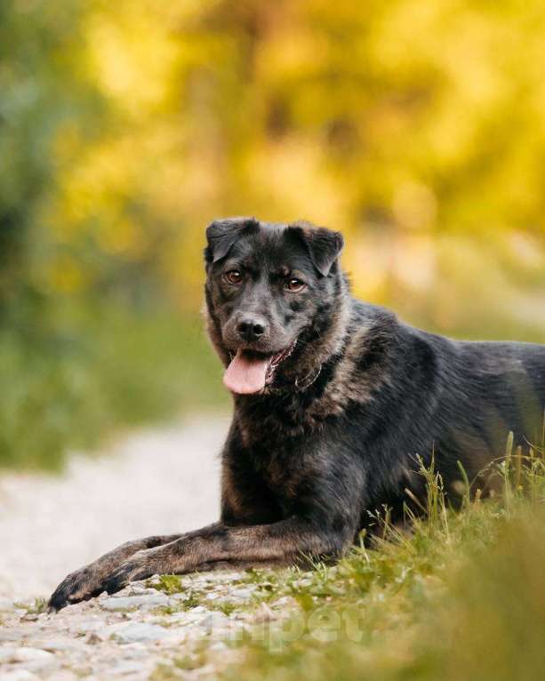 Собаки в Москве: Мелкашка собака для квартиры. Кайли в добрые руки Девочка, Бесплатно - фото 4