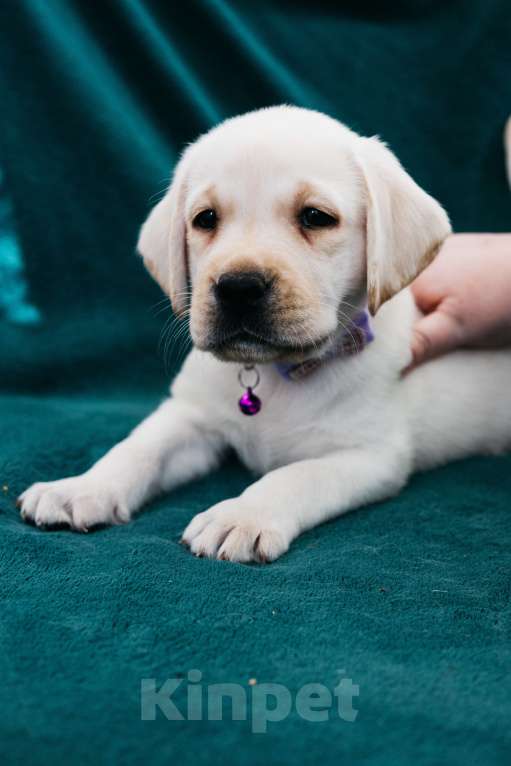 Собаки в Москве: Лабрадор-ретривер, щенок Мальчик, Бесплатно - фото 6