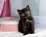 Кошки в Мурином: Британская кошечка окраса черный черепаховый Девочка, 30 000 руб. - фото 1