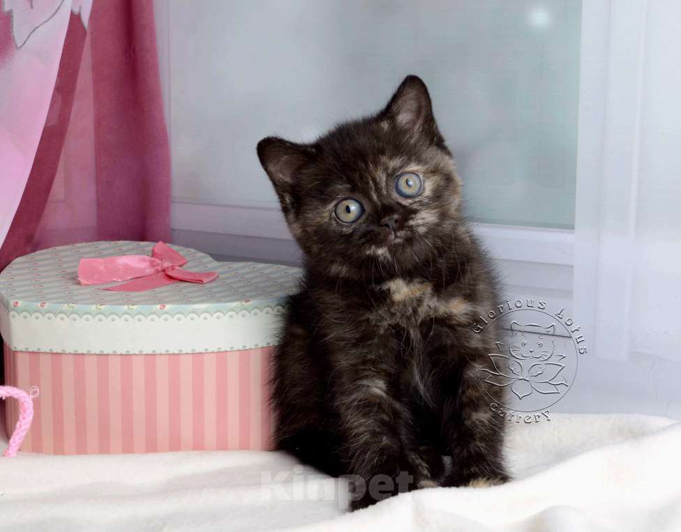 Кошки в Мурином: Британская кошечка окраса черный черепаховый Девочка, 30 000 руб. - фото 1