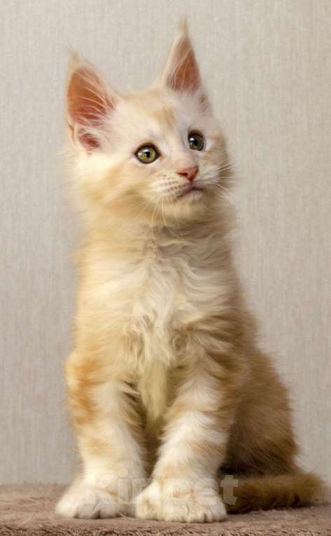 Кошки в Москве: Котенок мейнкун полидакт Мальчик, 70 000 руб. - фото 1