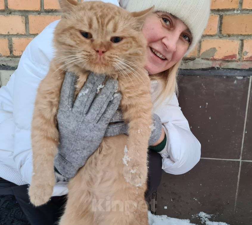 Кошки в Москве: ПОМОГИТЕ!!! Мальчик, Бесплатно - фото 2