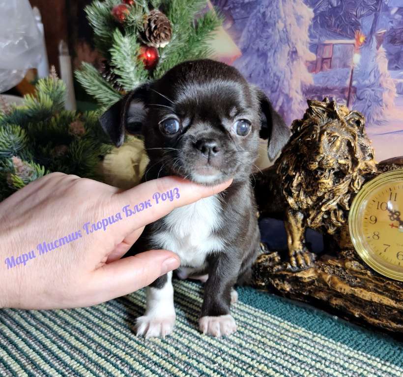 Собаки в Санкт-Петербурге: Глория Блэк Роуз чихуахуа чёрного с белым окраса Девочка, 80 000 руб. - фото 3