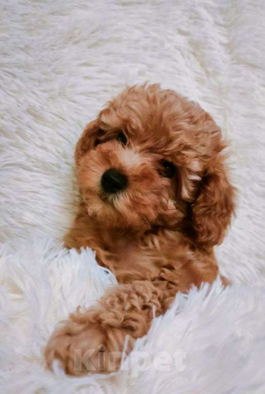 Собаки в Анапе: Той-пудель девочка, взрослая будет 2,5–3 кг Девочка, 70 000 руб. - фото 1