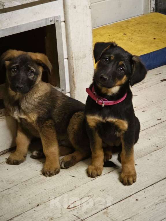 Собаки в Красногорске: Щенок Курт 2,5 месяца в добрые руки  Мальчик, Бесплатно - фото 3