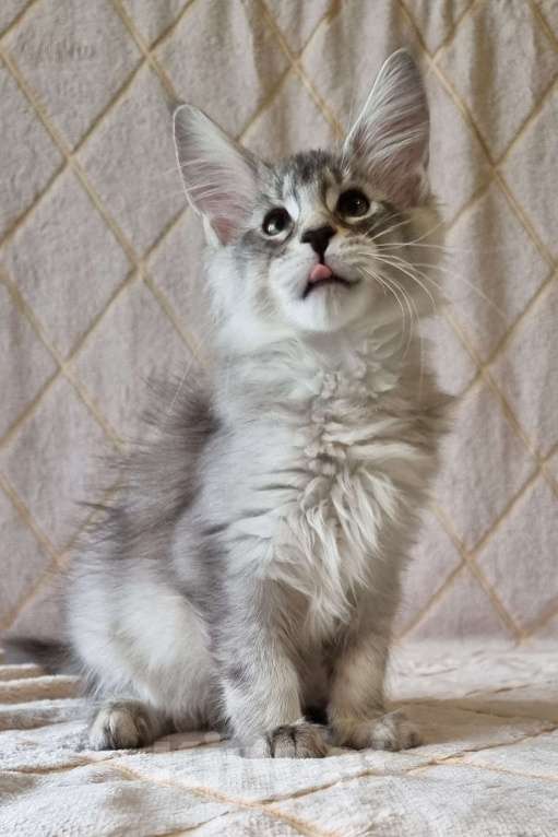 Кошки в Москве: Тикированный мальчик Мальчик, 60 000 руб. - фото 3