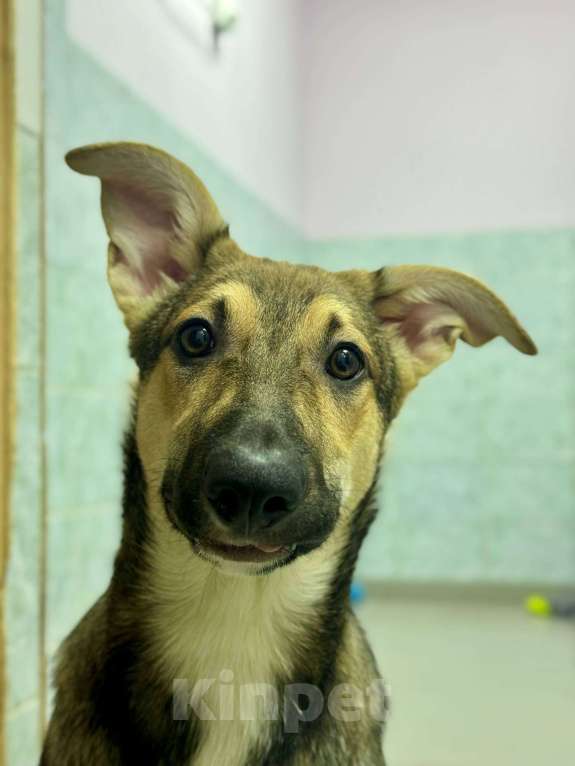 Собаки в Москве: Последняя. Почему все разъехались по домам, а Никуся всё еще здесь? Девочка, Бесплатно - фото 2