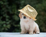 Собаки в Москве: Золотая девочка AURELIA PERFECT HARMONY  Девочка, 90 000 руб. - фото 2