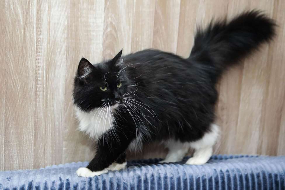 Кошки в Санкт-Петербурге: Шикарная Зося в добрые ручки Девочка, Бесплатно - фото 4