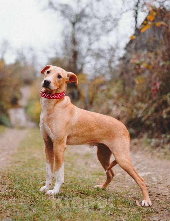 Собаки в Санкт-Петербурге: Очаровательный некрупный песик-подросток Вилли ищет семью   Мальчик, 10 руб. - фото 3