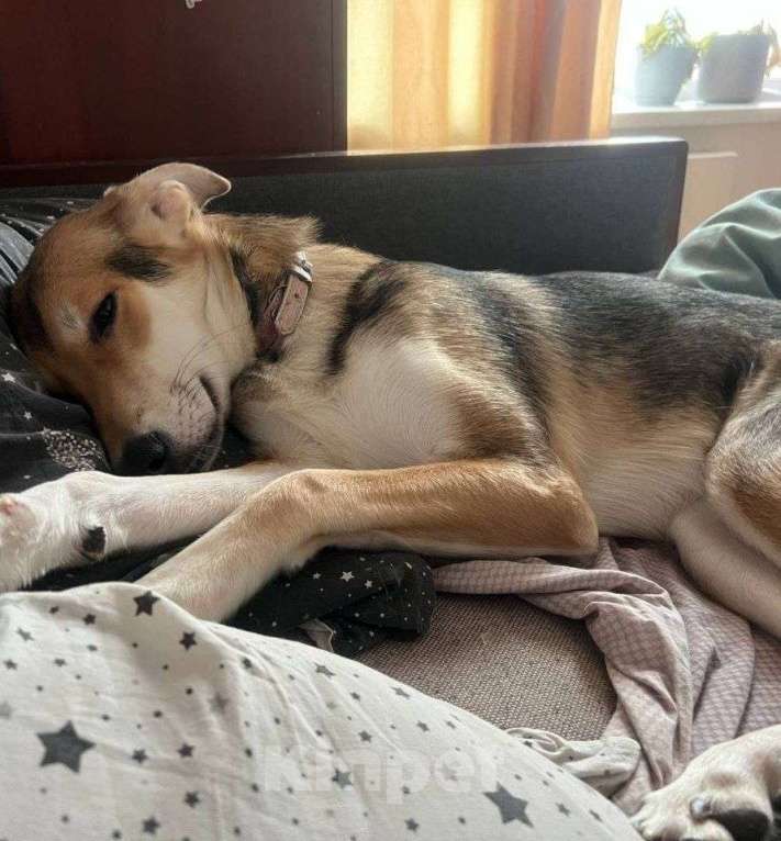 Собаки в Москве: Собачка Агата 9 мес. Девочка, Бесплатно - фото 2