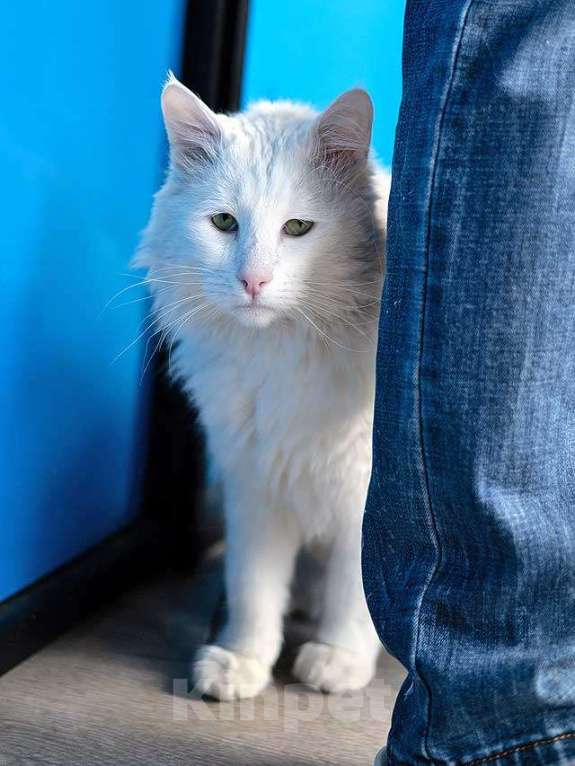 Кошки в Москве: Белоснежный красавец, домашний котик Ченя ищет дом Мальчик, Бесплатно - фото 7