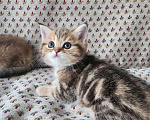 Кошки в Москве: Шотландские  котята  Девочка, 25 000 руб. - фото 8