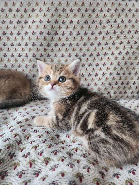 Кошки в Москве: Шотландские  котята  Девочка, 25 000 руб. - фото 8