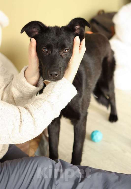 Собаки в Москве: Черный щенок Асти в дар Девочка, Бесплатно - фото 8