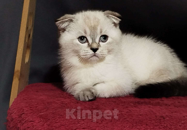 Кошки в Новороссийске:  Веслоухий малыш Девочка, 15 000 руб. - фото 2