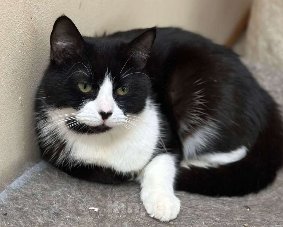 Кошки в Москве: Кейси никто не замечает  Девочка, Бесплатно - фото 2