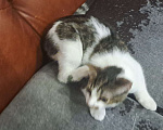 Кошки в Москве: Котенок " Муха" Мальчик, Бесплатно - фото 7