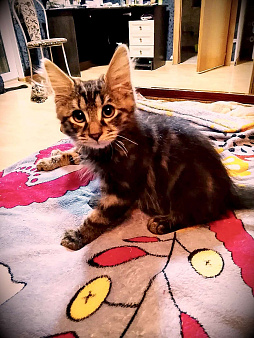 Курильский бобтейл 