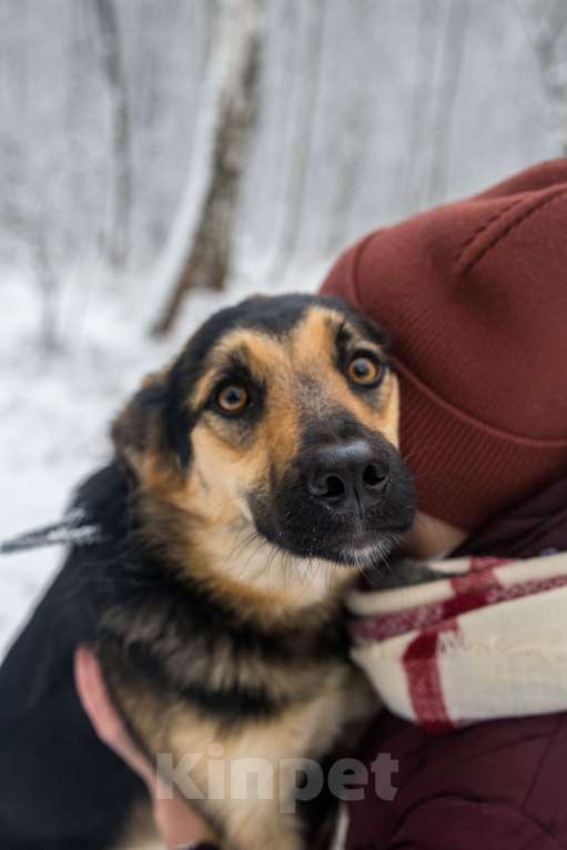 Собаки в Москве: Самая обнимательная девочка приюта Девочка, Бесплатно - фото 5