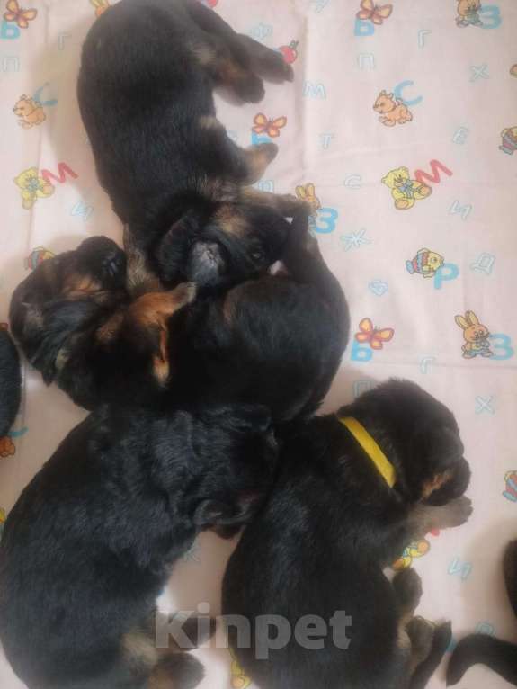 Собаки в Воронеже: Щенки немецкой овчарки Девочка, 80 000 руб. - фото 2