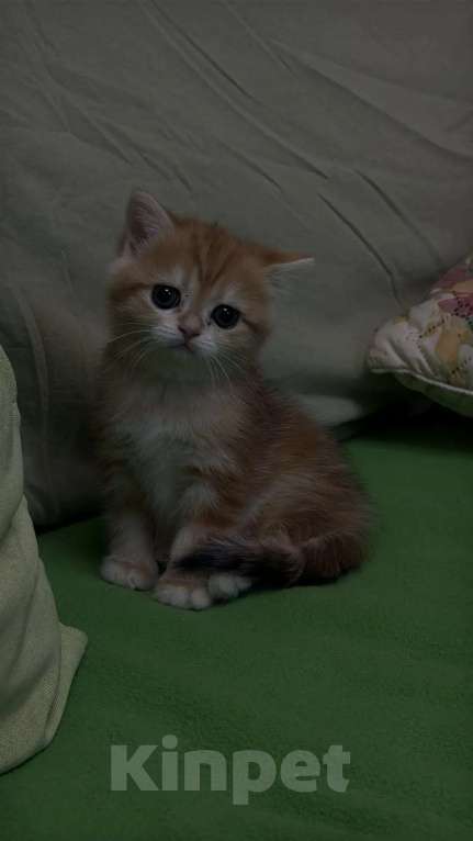 Кошки в Москве: Британская короткошерстная золотого окраса Разнополые, 30 000 руб. - фото 8