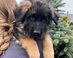 Собаки в Балашихе: яркий щенок немецкой овчарки длиношерстный Мальчик, 70 000 руб. - фото 6