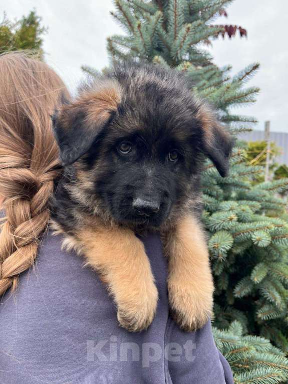Собаки в Балашихе: яркий щенок немецкой овчарки длиношерстный Мальчик, 70 000 руб. - фото 6