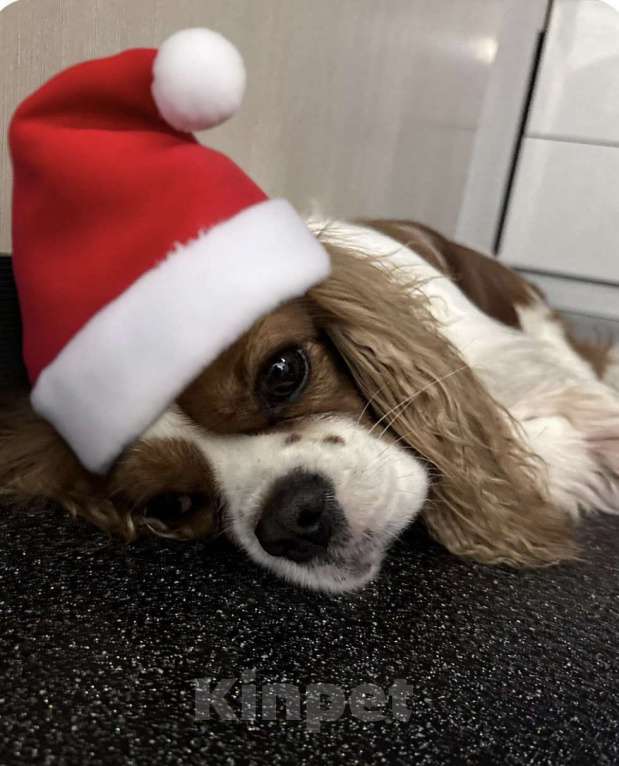 Собаки в Томске: ИЩЕТСЯ НЕВЕСТА для замечательного кавалера!  вязка кавалер кинг чарльз спаниэль Мальчик, Бесплатно - фото 3