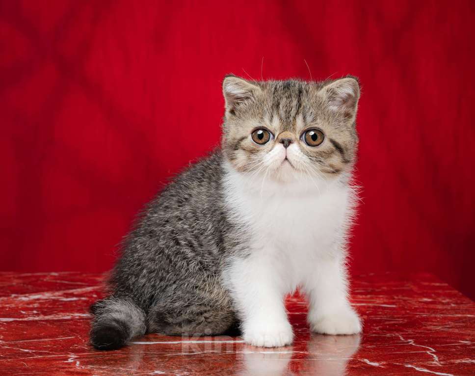 Кошки в Новосибирске: Котик экзотический короткошерстный Мальчик, Бесплатно - фото 1