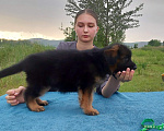 Собаки в Минусинске: Щенки немецкой овчарки дш Мальчик, 60 000 руб. - фото 8