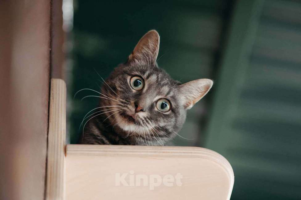 Кошки в других городах Московской области: Фея ищет семью Девочка, Бесплатно - фото 8