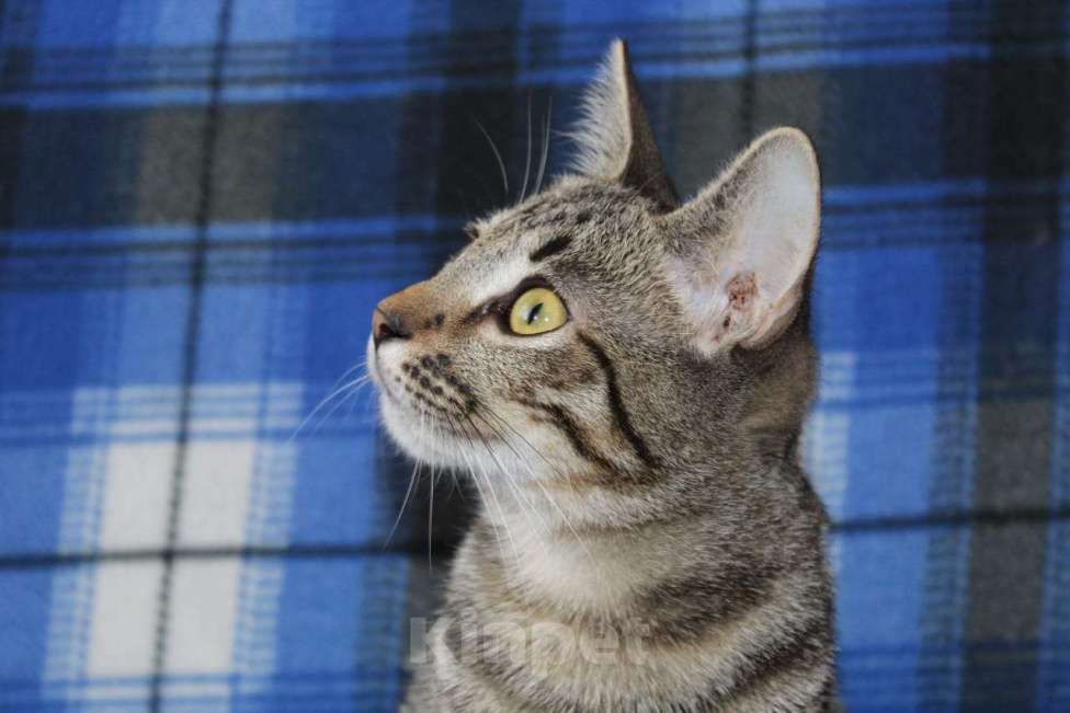 Кошки в Балашихе: котенок мега ласкушка Девочка, Бесплатно - фото 3