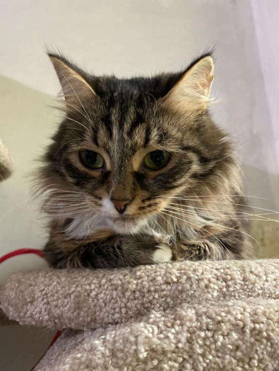 Кошки в Москве: Пушистая кошка в добрые руки Девочка, Бесплатно - фото 6