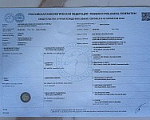 Собаки в Краснодаре: Продам щенков английского спрингер спаниеля Разнополые, 60 000 руб. - фото 3