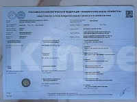Собаки в Краснодаре: Продам щенков английского спрингер спаниеля Разнополые, 60 000 руб. - фото 3